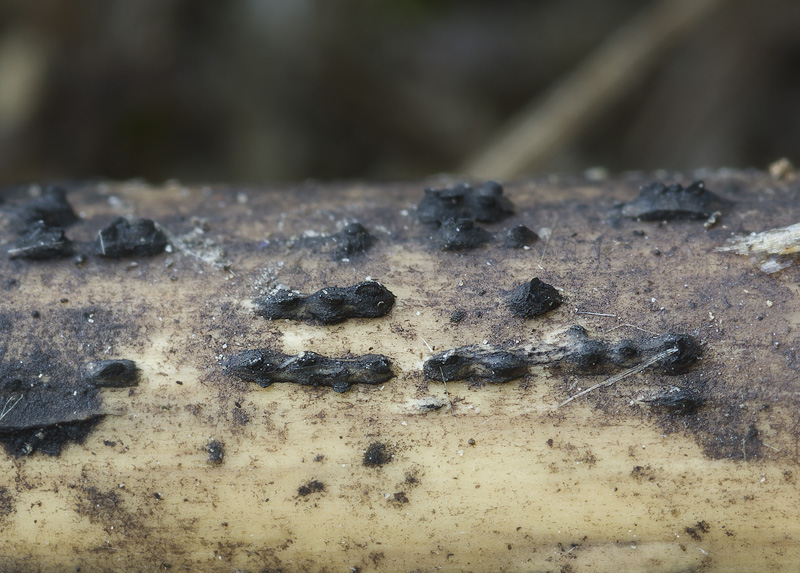 Представитель Семейства Lophiostomataceae